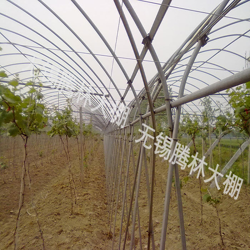 定安县大棚葡萄栽培