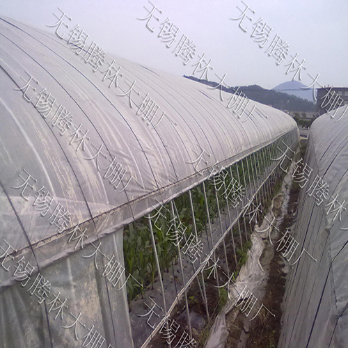 广州建一个草莓大棚需要多少钱